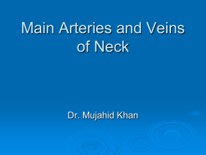 18-Main Arteries & Veins of Neck2010-10