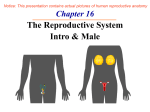 Ch16 Male Repro