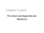 The Axial and Appendicular Skeletons