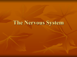 Nervous system