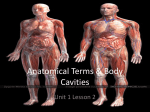 Levels of Organization and Anatomical Terms