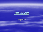 THE BRAIN