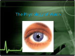 The Physiology of Vision