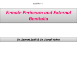 04 Female Perineum