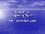 Chapter 23 - Respiratory System