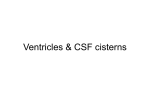Ventricles & CSF cisterns