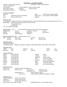 CHAPTER 1   ANATOMY BASICS