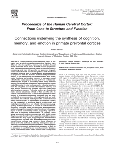 Connections underlying the synthesis of cognition,