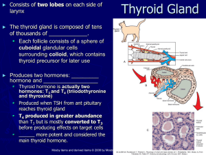 Thyroid Gland - Claire Simms, DVM VTI