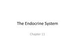 The Endocrine System