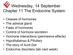 endocrine1