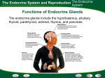 The Endocrine System and Reproduction