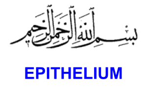 Epithelium - Tele Anatomy