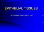 Epithelia PowerPoint Text