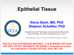 epithelial cell - David Geffen School of Medicine at UCLA