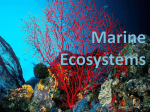 Marine Ecosystems