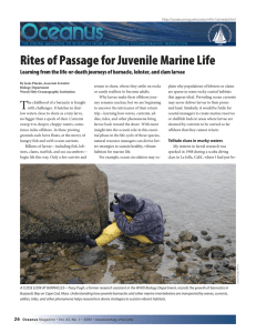 Rites of Passage for Juvenile Marine Life