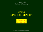 Special Senses - CCBC Faculty Web