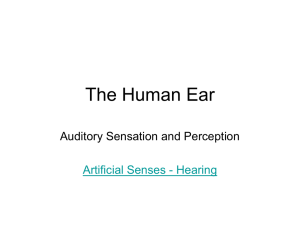 The Human Ear - AP Psychology
