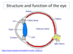 Eye and Ear - WordPress.com