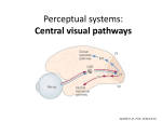 Visual pathway class..