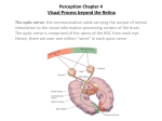 Perception Outline #5 Visual Process beyond the Retina