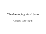 The developing visual brain - School of Psychology and Human