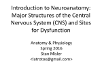 Neuroanatomy