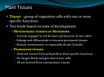 Plant Tissues