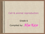 Cell and animal reproduction