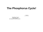 The Phosphorus Cycle 2_25