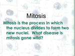 Mitosis and the chromosome PPT