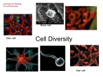 2.4 Cell Diversity - Science at St. Dominics