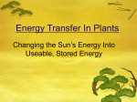 Energy Transfer In Plants