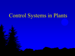 Plant Structure And Growth