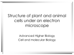 Structure of plant and animal cells under an electron