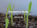 Transport in Plants - Diablo Valley College