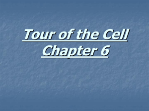 Tour of the Cell Chapter 6
