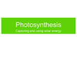 Ch7_Photosynthesis