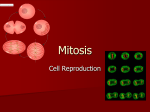 Mitosis ppt