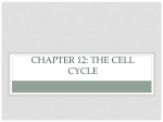 Chapter 12-13 THE CELL CYCLE/MEIOSIS and SEXUAL LIFE CYLES