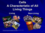 Types of Cells