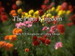 The Plant Kingdom