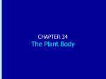 Chapter 34: The Plant Body