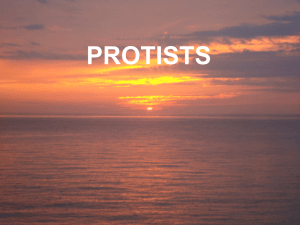 PROTISTS