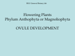 Flowering Plants Phylum Anthophyta or Magnoliophyta OVULE