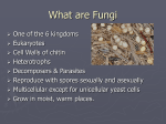 What are Fungi