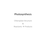 PhotosynthesisStructure