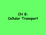 CH 8: Cellular Transport