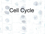 Animal Cell Cycle